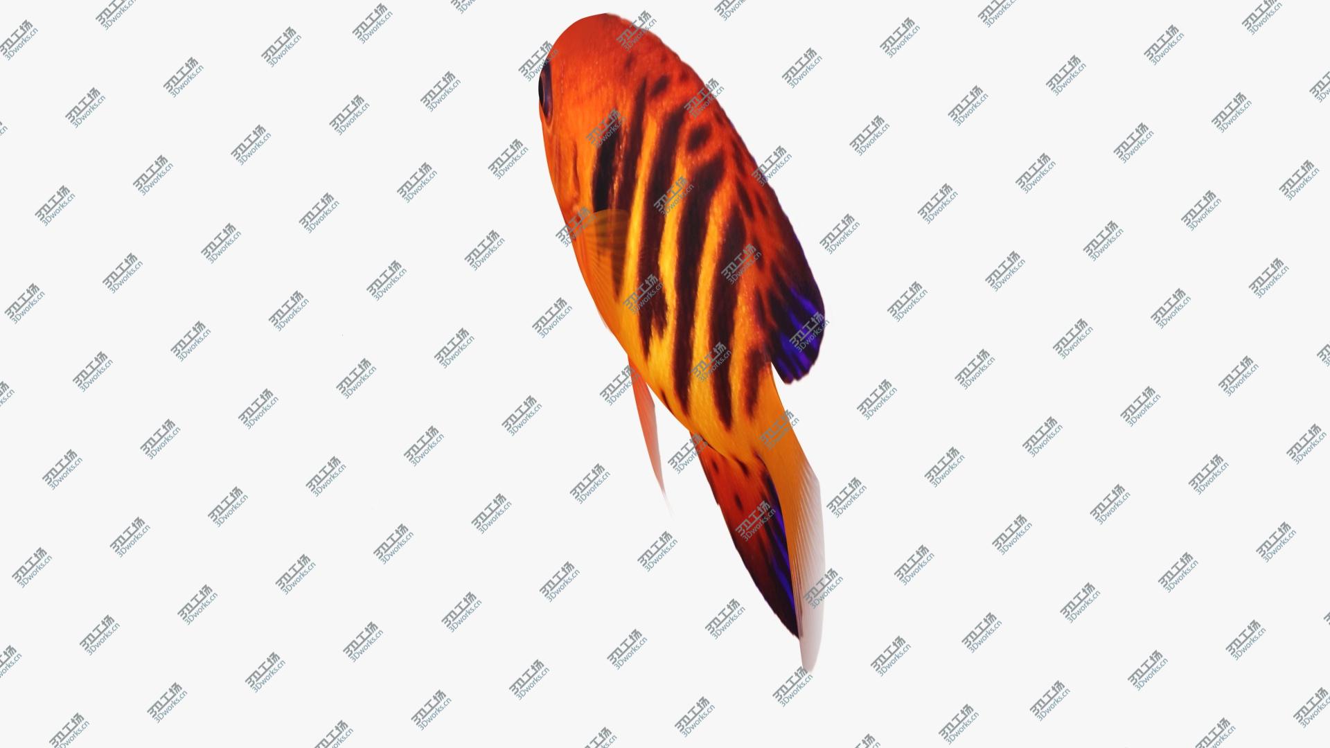 images/goods_img/202105071/Flame Angelfish Animated model/3.jpg